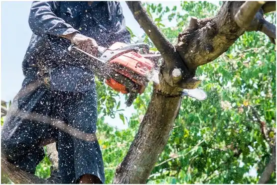 tree services Scottdale